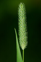 Phleum nodosum grass plant flower with bristles.