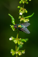 Green buzz fly on stem with water drops.