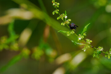 Green buzz fly on stem with water drops.