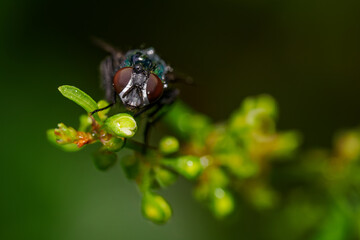 Green buzz fly on stem with water drops.