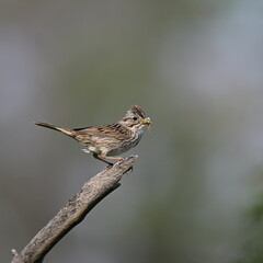 sparrow on a branch