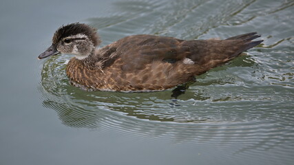 Woodduck in the lake, Female