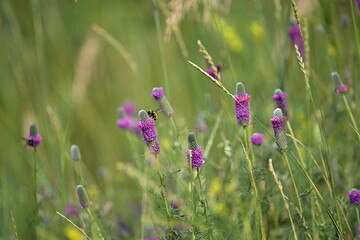 flowers in the field, CONEFLOWER