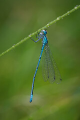 Blue awl on stem with raindrops.