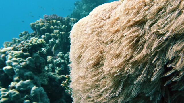 Clove Polyp, Soft Corals waving in the ocean current, in coral reef in the Red Sea in egypt, no peron, 25% slow-motion
