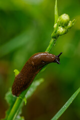 A brown slug on a green stalk.