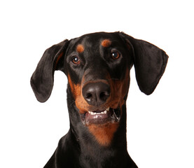 Cute Dobermann dog on white background, closeup