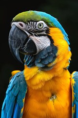 Fototapeta premium This vivid stock image displays a close-up of a colorful Macaw parrot with intricate feather details and a striking beak on a black background, capturing the birds beauty