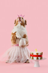 Cute Australian Shepherd dog in princess costume with cake on pink background. Birthday celebration