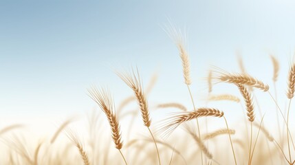 2D illustration of a wheat field under gentle breeze of wind with basic shapes on a neutral color background in a simplicity of drawing in minimalist vector style
