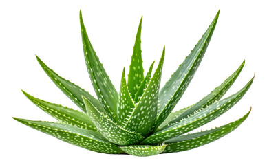 Aloe vera plant with vibrant green leaves, cut out - stock png.