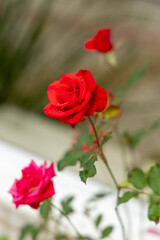 beautiful, perfect, well-contrasted flowers