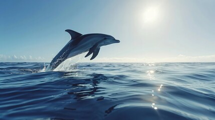 Fototapeta premium Dolphin Leaping Gracefully Out of the Water