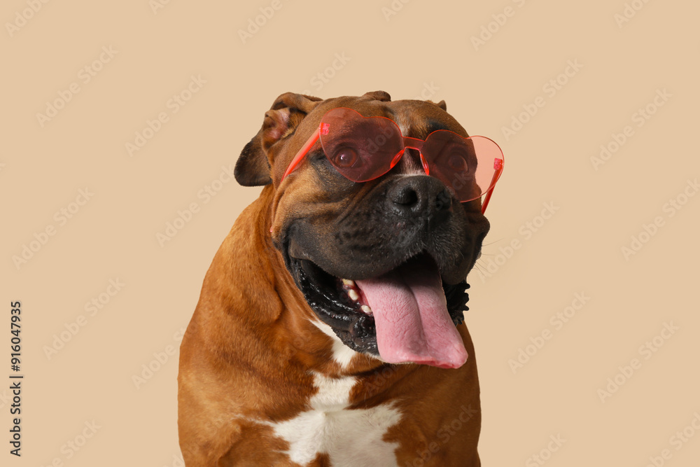 Wall mural cute boxer dog in sunglasses on beige background