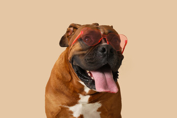 Cute boxer dog in sunglasses on beige background