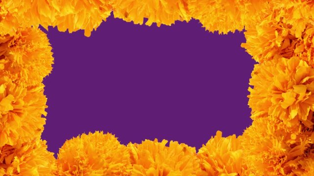 Animaci&oacute;n de marco de flores de cempas&uacute;chil con fondo morado. D&iacute;a de muertos en M&eacute;xico