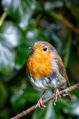 Robin Red Breast (Erithacus rubecula) in the English Garden, Munich, Germany