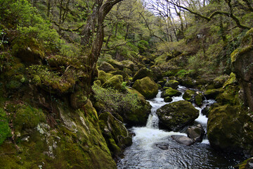 Vibrant Green Woodland Scene with Flowing River in Snowdonia National Park