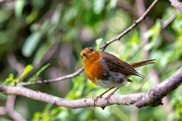 Robin Red Breast (Erithacus rubecula) in the English Garden, Munich, Germany
