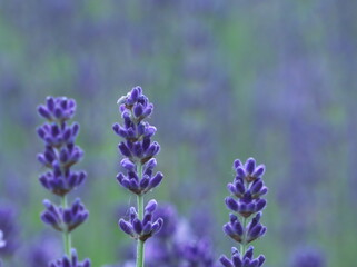 羊ヶ丘展望台のラベンダー