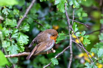 Robin Red Breast (Erithacus rubecula) in the English Garden, Munich, Germany