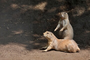 二匹のプレーリードッグのポートレート