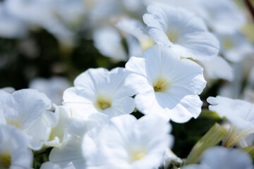 Flower Garden Background Bokeh Blur Macro Close Up Afternoon Sunny  