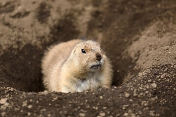 巣穴から姿を見せたプレーリードッグ