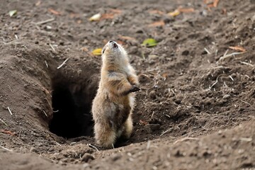 巣穴の入口で立ち上がって鳴くプレーリードッグ