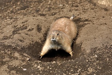巣穴で踏ん張るプレーリードッグ