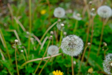 dandelion in the grass
