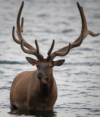 Obraz premium An Elk in the water with tag 22 on its ear. He's probably waiting for his elk friends. Tag is used to track population