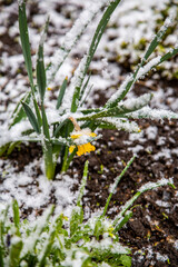 Daffodils blooming through the snow