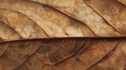 Close-up of dry leaf fiber structure for creative design.