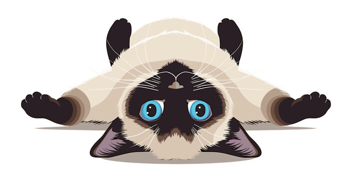 A Siamese cat with blue eyes lies on its back, showing a playful and relaxed pose in a vector illustration.