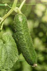 A ripe cucumber on a cucumber plant