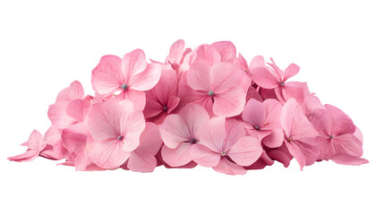 pink hydrangea flowers isolated on transparent backgroundpink hydrangea flowers isolated on...