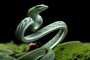 Oriental whip snake (Ahaetulla prasina) coiled and ready to strike, Indonesia