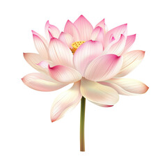 Fototapeta premium Elegant lotus flower illustration on a white background