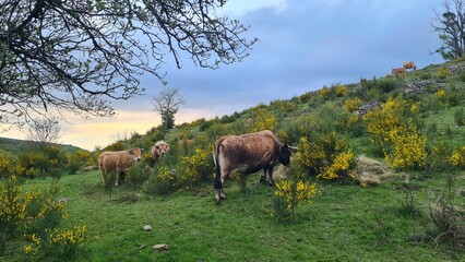 Vaches Aubrac dans les genêts en fleur près de la cascade des Touzes