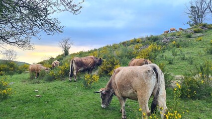 Vaches Aubrac dans les genêts en fleur près de la cascade des Touzes