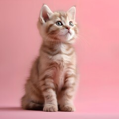 Fototapeta premium A cute Scottish fold kitten sitting on a solid pastel pink background