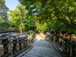 朝日が射し込む春日大社の参道