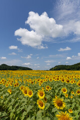夏空ひまわり