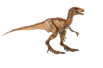 Obraz premium Austroraptor dinosaur model, isolated against a white background, showcasing its feathered body, long arms, and distinctive features