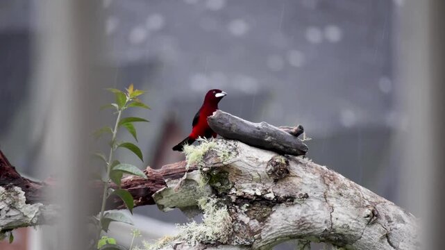 Crimson-backed Tanager (Ramphocelus dimidiatus) in a rainy day