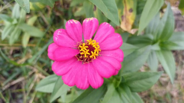 Very beautiful red zenia flower. zenia portrait. Beautiful blooming Zenia flowers, selective focus