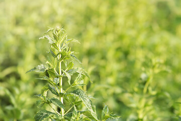 Obraz premium Mint plant thin focus line on blurred natural green background.