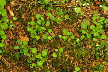 Ground in the forest with leaves and plants
