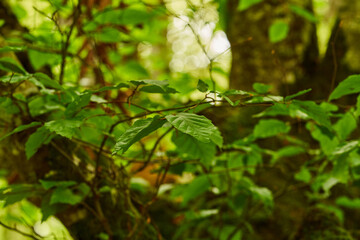 Sunlight filtering through green leaves in a serene forest setting.